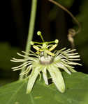 Yellow passionflower